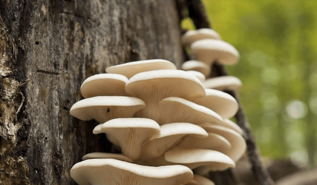 Fabled Fungi