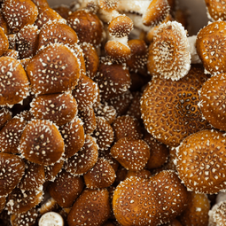 Fabled Fungi