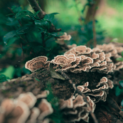Fabled Fungi