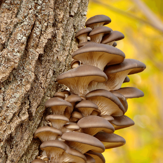 Fabled Fungi