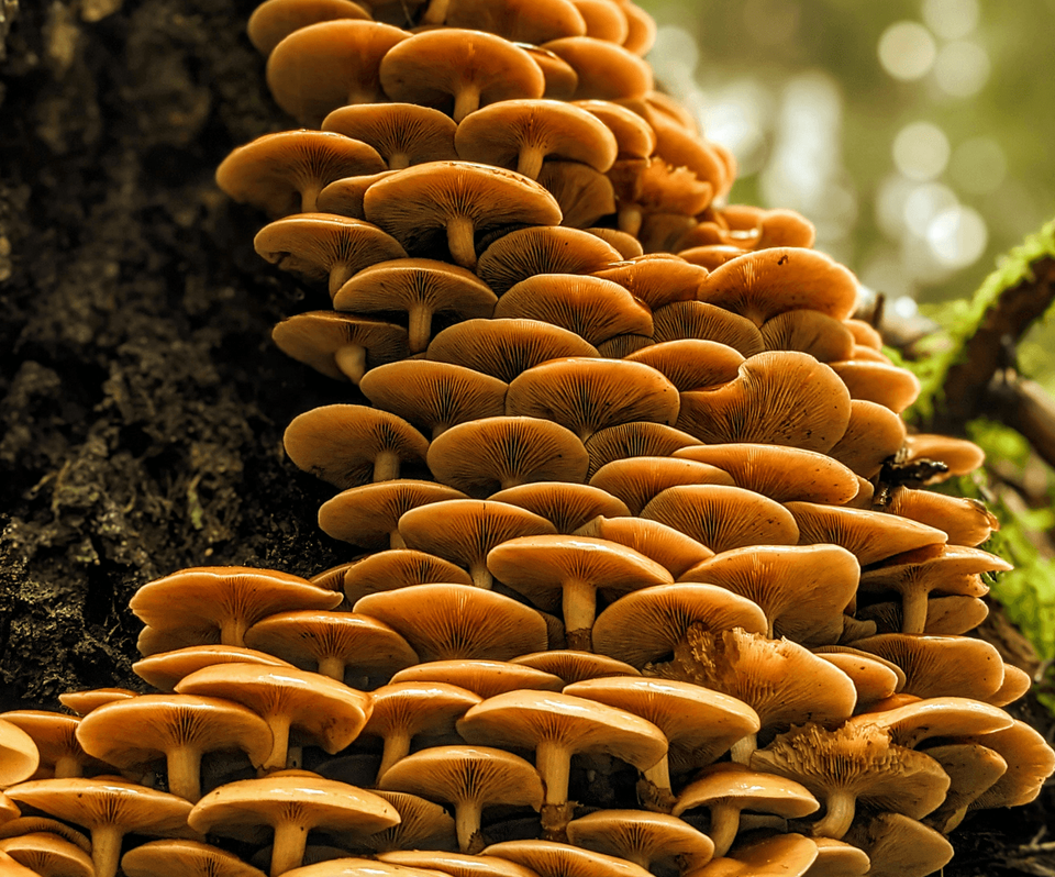 Fabled Fungi