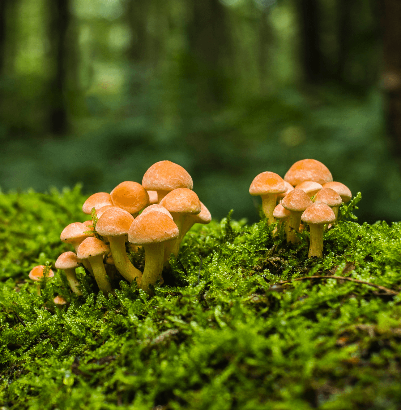 Fabled Fungi